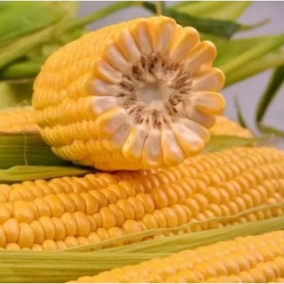 СанСвит F1 - семена сахарной кукурузы, 1000сем., Libra Seeds